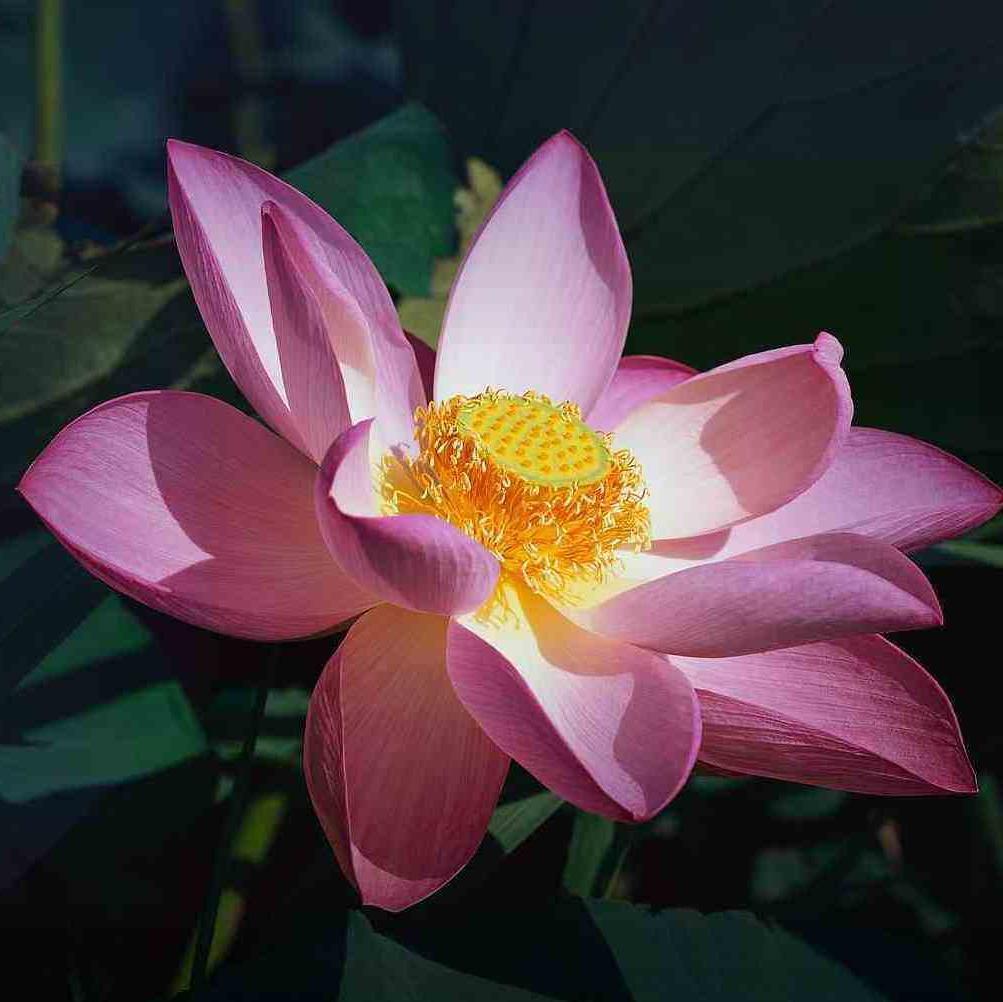 We serve the students of HSU by providing individual, couples, and group psychotherapy; crisis intervention; outreach and education; and consultation.