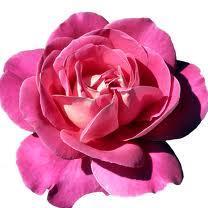 MsCallieRose's profile picture. Urban muse, instigator of old-fashion face-to-face dialogues & lover of a good story