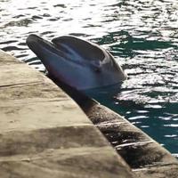 Captive Bali Dolphin (@_balidolphins) 's Twitter Profile Photo