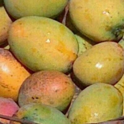 PellagiaMargoli's profile picture. 