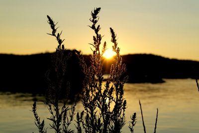 sjsera's profile picture. -Se curioso,lee mucho,intenta nuevas cosas. Lo que mucha gente llama inteligencia se reduce a curiosidad-