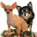 Chihuaua Rescue SD (@chirescuesd) Twitter profile photo
