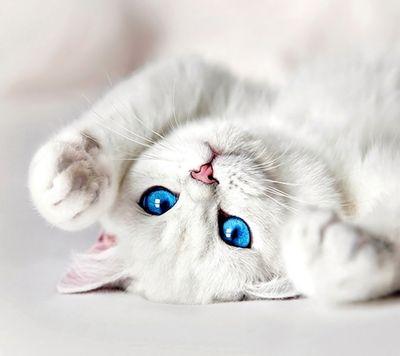 ‏عاشقه