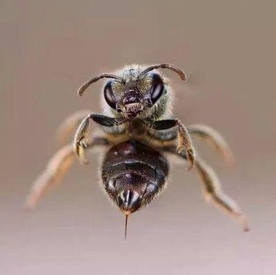 pasó una abeja....