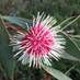 Bushwalker (@east1612) Twitter profile photo Bushwalker (@east1612) Twitter profile photo
