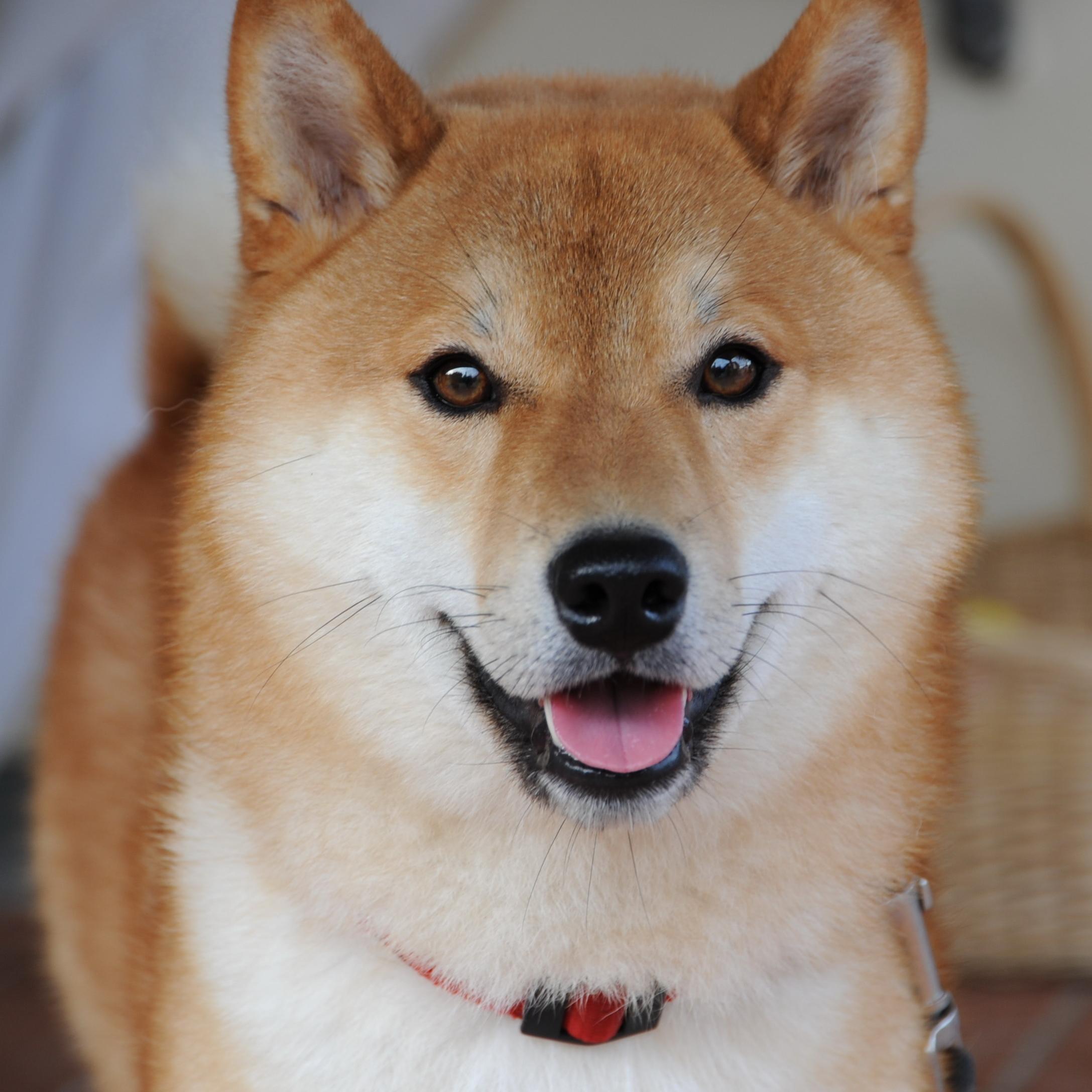Canadian l (2nd)Ultimate Dog squee-er l DIY lover/enthusiast l Lauren l Alisha l Sierra l Mere l Adelaine l Rachel l Meg Eva l Beth l Colleen l Miranda l