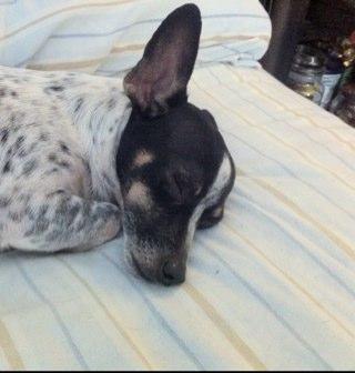 darkhuntermouse's profile picture. just being me