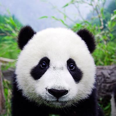 Fraces de risa de pandas