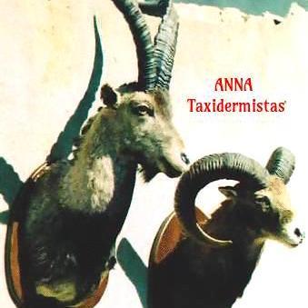 ANNA  Taxidermistas contigo desde 1990 naturalizamos todos tus trofeos del mundo entero  PIDANOS PRESUPUESTO  Tlfno: 626102036