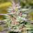 bigheadseeds's profile image