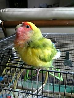 無言フォロー失礼します。基本ROM専ですが、良いと思ったツイート、写真やイラストにはいいねを、ごくまれにリツイートします。アイコンは昔飼っていたインコです。