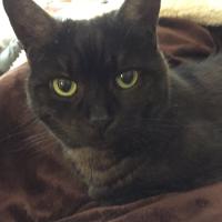 Cathy1111 (@catthy1111) 's Twitter Profile