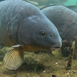 carpbuddycom's profile picture. Carp Fishing Tackle Shop & Carp Tackle Reviews