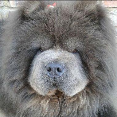 whine_it's profile picture. @UBishops alum| Freelancing Sports | Hygienic | Sarcastic | Couchsurfer | @AgrimaBC