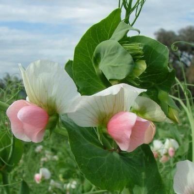 janedwards0's profile picture. Director of Agronomy & Ideation Incitec Pivot. Views expressed are my own.