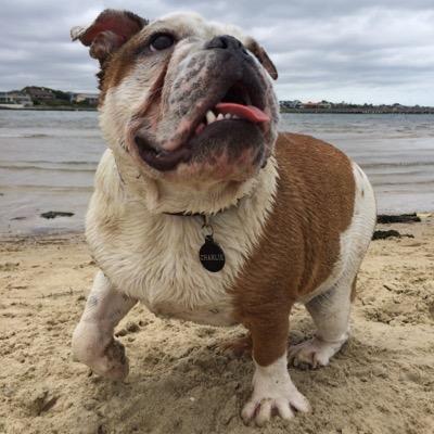 The coolest dog on the beach side of town! Go Hawks!
