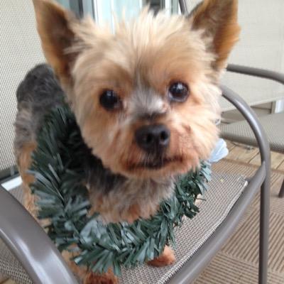Hi i am a yorkie who likes to tweet about TV shows and stuff
