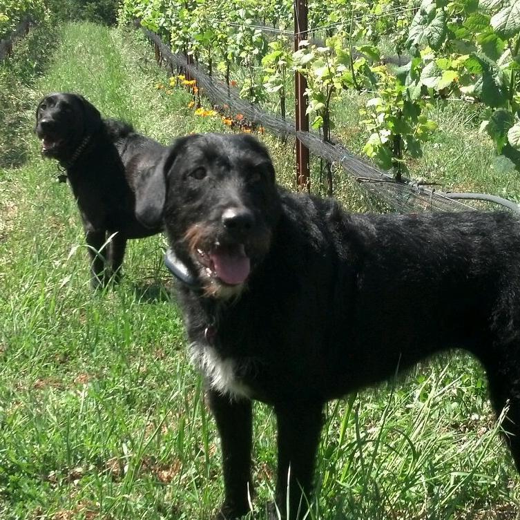 10-acre Santa Cruz Mountains vineyard lovingly farmed by Dave & family producing cool climate Pinot Noir and Chardonnay crafted with minimal intervention.