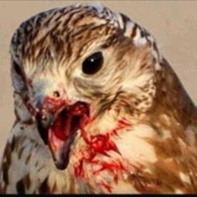 diemsifv_'s profile picture. 