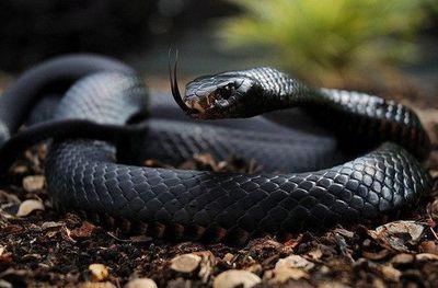 65dd35a0ac79443's profile picture. west