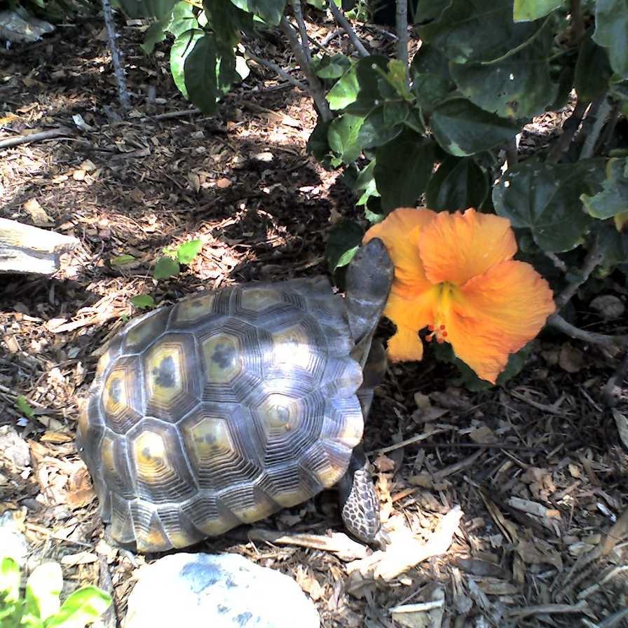 Retired Disney Workerbee