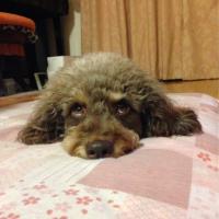 cocoa (@cocoafamily) Twitter profile photo