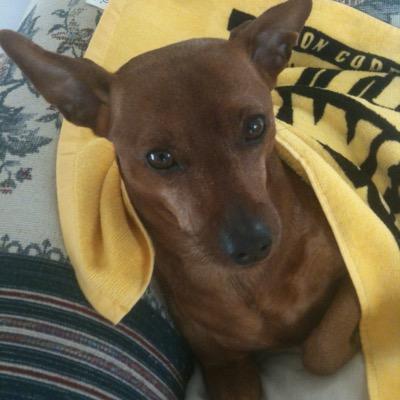 “Half asleep near the stars - with a small dog licking my face..” #DontShop #Adopt #STEELERS #WVU 🇺🇦