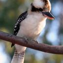 Abdullah irfan - @IrfanNcs - Twitter