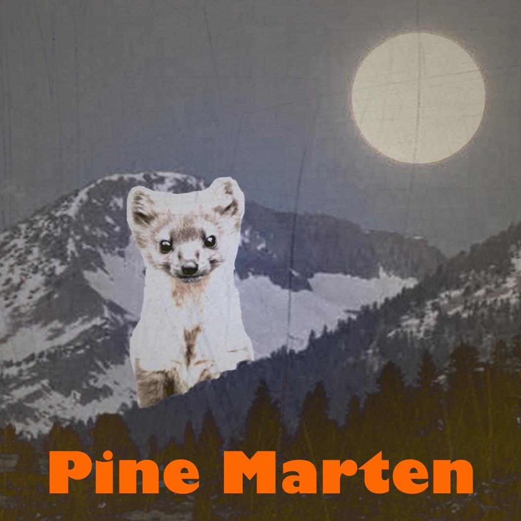 The_Pine_Marten's profile picture. Music band from Minneapolis, MN.  Interstellar traveler.  Galactic weasel.