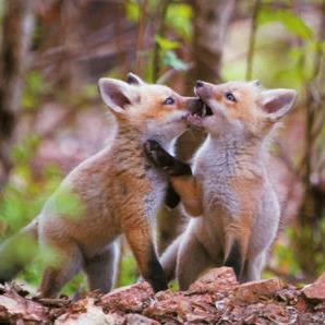 じゃれる動物チャンネル A Twitter キツネ村の仔たちは かなり人間に慣れて居ますから 興味心身で近寄ってきますよ 様子を伺いながら 鼻をぴくぴくさせて人間の姿を観察する様は可愛いの一言です Http T Co 6qhquskvni じゃれる動物チャンネル A Twitter キツネ村の仔たちは かなり人間に慣れて居ますから 興味心身で近寄ってきますよ 様子を伺いながら 鼻をぴくぴくさせて人間の姿を観察する様は可愛いの一言です Http T Co 6qhquskvni