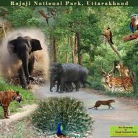 Rajaji National Park(@RajajiNPark) 's Twitter Profile Photo