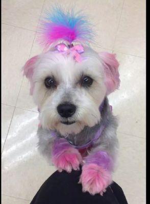 A twitter for the awesome salon team at the Conway, AR Petsmart to show off our wonderful clients and their precious babies.