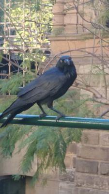 caron_chester's profile picture. RSM for NSW Farmers' Assoc. - West (42% NSW) ~ Passionate about supporting and helping our farmers and about Western NSW ~ Tweets are my own ~ or RT