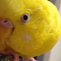 まさみ (@maa_toriko) 's Twitter Profile Photo まさみ (@maa_toriko) 's Twitter Profile Photo