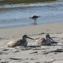 Randy Ginn - @Ginzu2_Texagain - Twitter