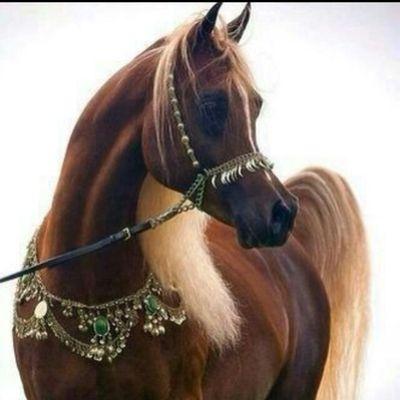 ‏سبحان الله وبحمده سبحان الله العظيم.