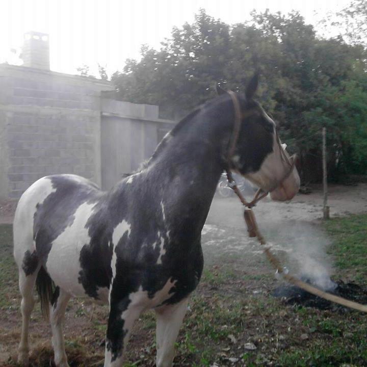 elwachorodrigo11