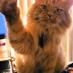Stoner_Kitty (@ldykreations) Twitter profile photo
