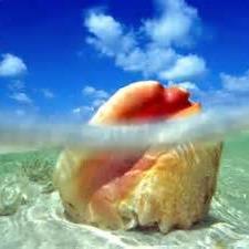 OnelargeConch's profile picture. On a Mission to Save the Coral Reefs