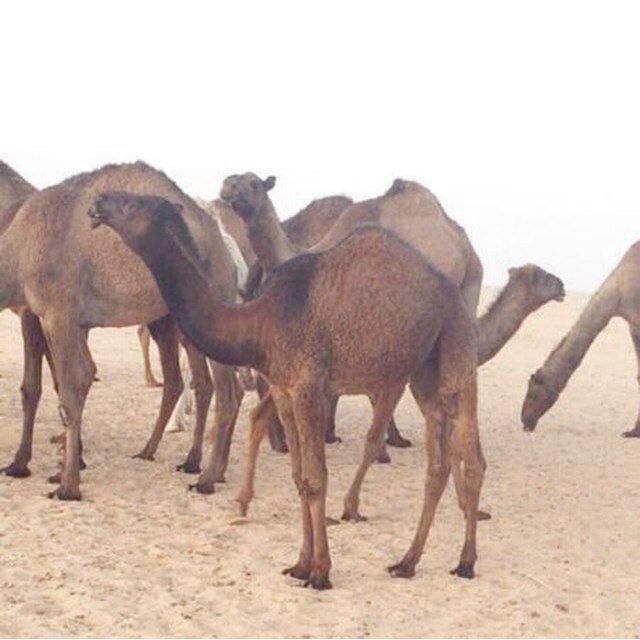 طالب مدرسي شاعر محترم.      امنيتي مسك مليون.   اتمنا مع تحياتي فديتكم