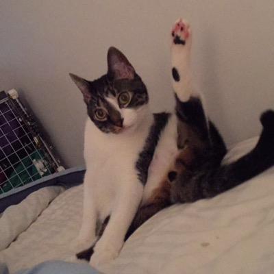 T3ddyCat's profile picture. My unspoken thoughts and daily musings. look out for my instagram- coming soon. The humans can't be trusted.