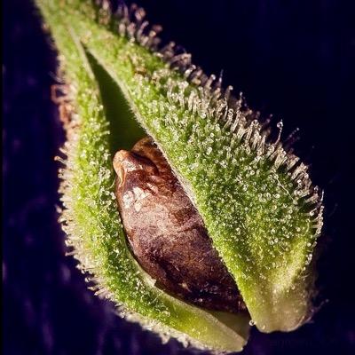 TreezMylked's profile picture. Milking Treez one at a time! 
The old fashion way, grab em by the roots and squeeze!...........Just like grampa did!