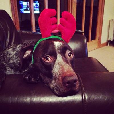 Loveable German Short Haired Pointer who's a bit naughty!! Live with my family in Scotland!! Instagram @Gsp_Alfie