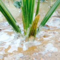 safa (@3_safa) 's Twitter Profile Photo