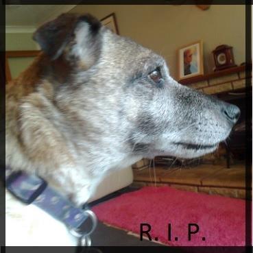 70 year old woman - the clock is ticking. Writer, dog-lover.