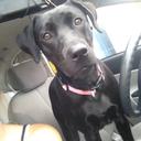 David Roberge - @trucker641 - Twitter