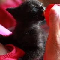 Tierisch gute Helfer (@rights4paws) 's Twitter Profile
