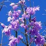 NancyAmoretti's profile picture. 