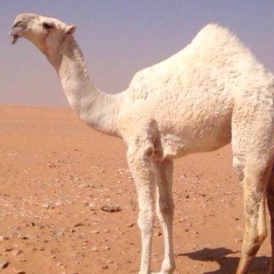 hmoodaaal's profile picture. الخاص علق وقفته ويشرفني متابعتكم  حسابي الثاني 
@fgsgcxhdskh