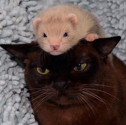 Unusual Cats Pics